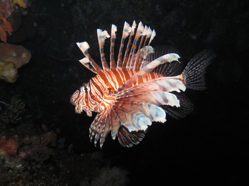 Lion fish